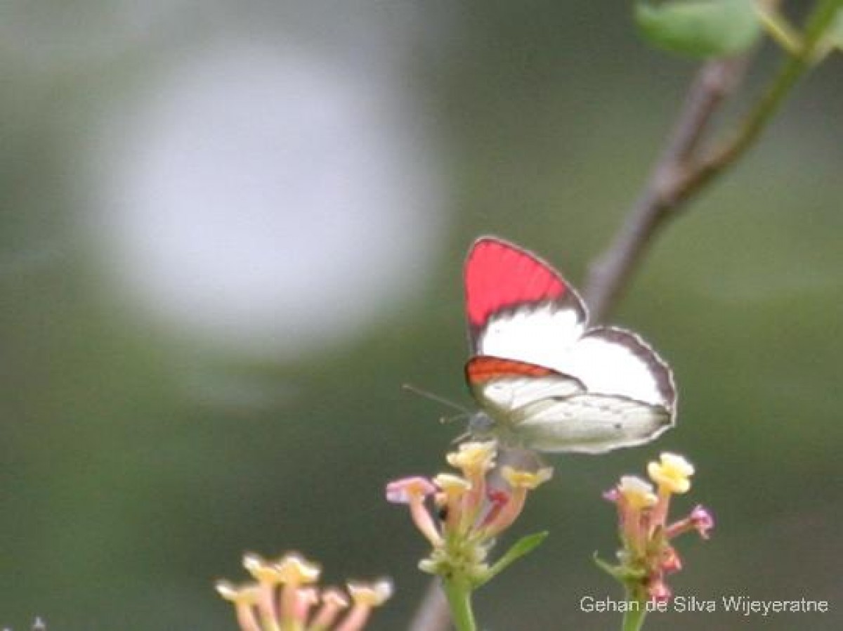 Colotis danae Fabricius, 1775